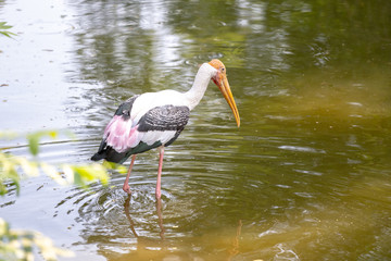 Selective focus medium shot wild painted stork bird standing in  water for hunting fish with blurred backgrounds.