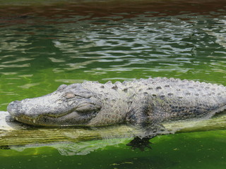 Alligator, Everglades