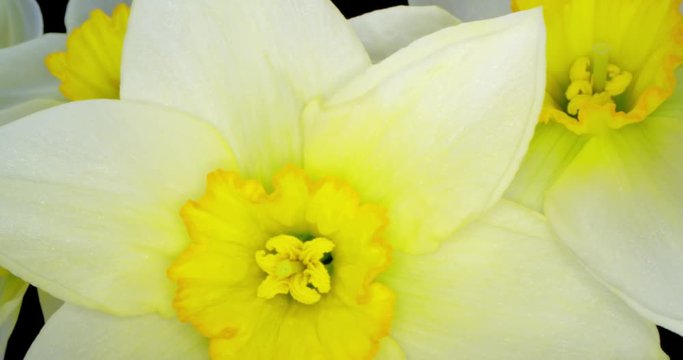 Yellow Daffodils. Bunch of Yellow Daffodil Flowers or Narcissus, on Black Background. 4K. Macro. Isolated.