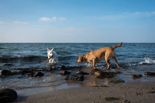 Hunde Strand" Images – Browse 27 Stock Photos, Vectors, and Video | Adobe  Stock