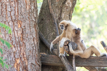Selective focus medium shot two white gibbons sitting on tree  branches with blurred bokeh background