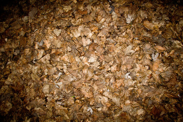 Colorful autumn fallen leaves on brown forest soil background