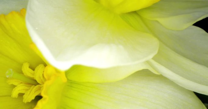 Yellow Daffodils. Bunch of Yellow Daffodil Flowers or Narcissus, on Black Background. 4K. Macro. Isolated.