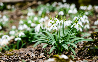 Blooming snowdrops in the forest
