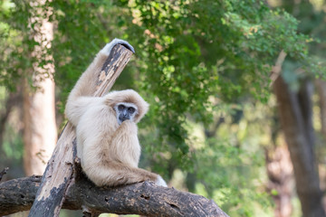 Obraz premium Selective focus medium shot single white gibbons sitting on tree branches with blurred nature background