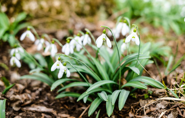 Blooming snowdrops in the forest