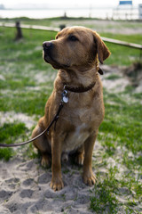 Labrador Portrait am Hundestrand, Gelting, Schleswig Holstein, Ostsee Deutschland
