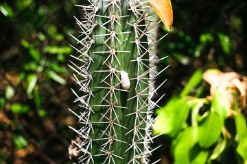 Green Cactus in sunny day Close Up
