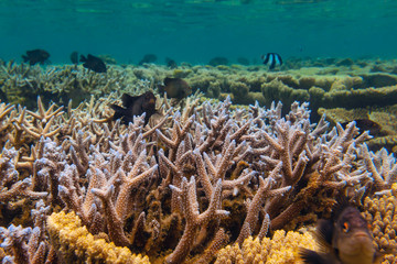 Naklejka na ściany i meble Black tropical fishes (Threespot dascyllus) protect the nests on a coral reef area at Mauritius island