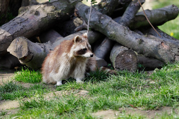 Naklejka premium Full body of sitting male common raccoon