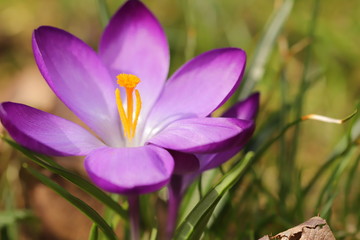 crocus in spring