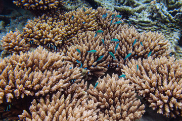 Naklejka na ściany i meble School of small blue fishes beside coral bush. Coral reef near tropical island Mauritius