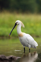 Eurasian spoonbill or common spoonbill (Platalea leucorodia), standing on a hill of clay. Spoonbil with green background.