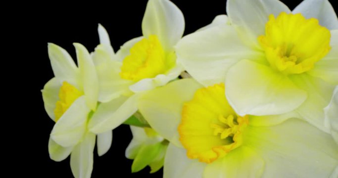 Yellow Daffodils. Bunch of Yellow Daffodil Flowers or Narcissus, on Black Background. 4K. Macro. Isolated.