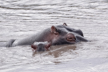 Family Hippo in Massai Mara