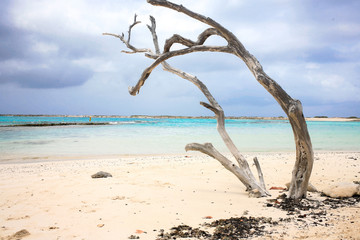 Old and dry divi-divi tree at Baby beach Aruba