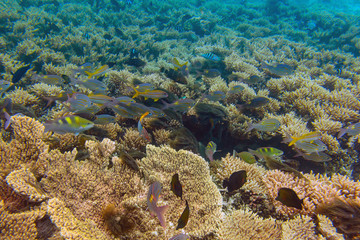 Big school of bright yellowfin goatfishes swimming through deep blue sea near coral reef area at Mauritius island