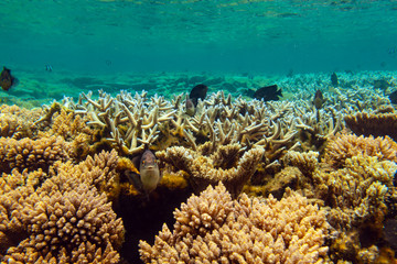 Fototapeta na wymiar Black tropical fishes (Threespot dascyllus) protect the nests on a coral reef area at Mauritius island