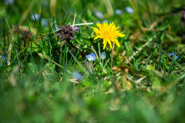 dandelion & grass