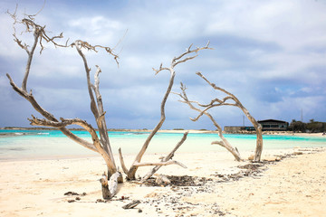Old and dry divi-divi tree at Baby beach Aruba