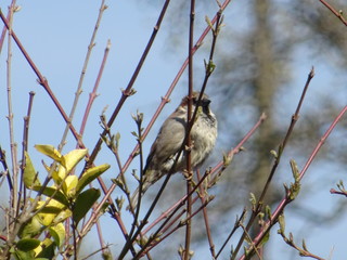 Vogel auf dem Ast