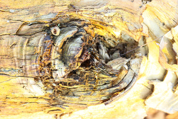 wooden texture background