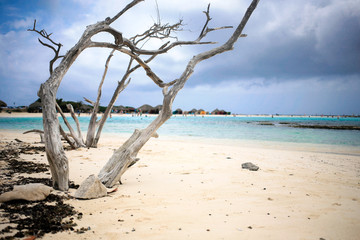 Old and dry divi-divi tree at Baby beach Aruba