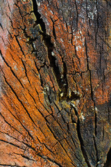 wooden texture background