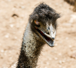 portrait of an ostrich