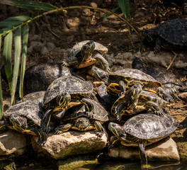 turtles on rock