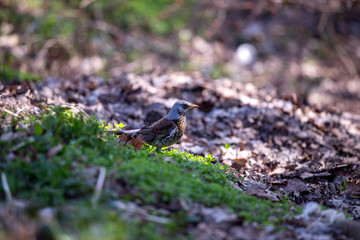 Bird in grass