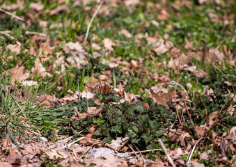 Butterfly on the grass