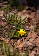 Yellow flowers 