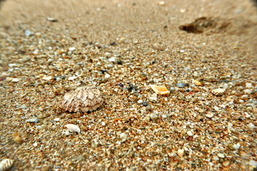 shells on the beach