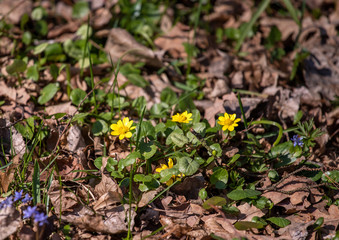 Yellow flowers 