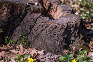 Fototapeta premium Stump