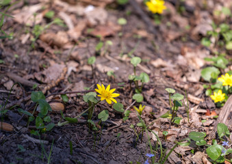 Yellow flowers 