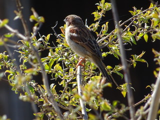 Vogel in der Sonne auf dem Ast