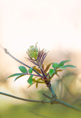 Fresh leaves on tree branch. Spring and summer concept.