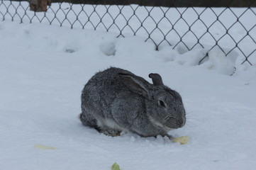 Grey rabbit sitting on the snow. Breeding rabbits on the farm.