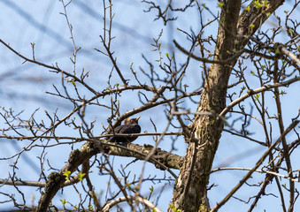 Bird on a tree