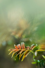 Fresh leaves on tree branch. Spring and summer concept.