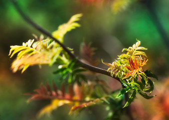 Fresh leaves on tree branch. Spring and summer concept.