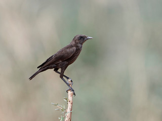 Northern anteater-chat (Myrmecocichla aethiops)