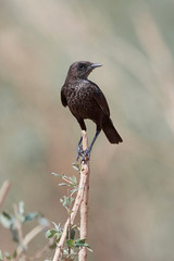 Northern anteater-chat (Myrmecocichla aethiops)