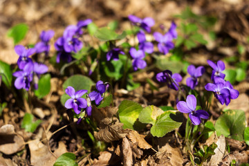 Viola odorata (Sweet Violet, English Violet, Common Violet) - violet flowers bloom in the forest in spring wild meadow, background