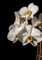 Bright orchids on a black background