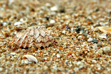 Sand and shell