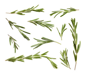 Set of fresh rosemary twigs on white background