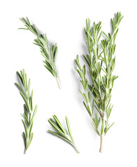 Set of fresh rosemary twigs on white background, top view